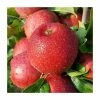 4-5ft 'Red Windsor' Dessert Apple Tree | M26 Semi Dwarfing Rootstock | Bare Root -Plants outlet store TR0271 main image 9cb1