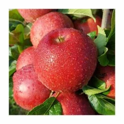 4-5ft 'Red Windsor' Dessert Apple Tree | M26 Semi Dwarfing Rootstock | Bare Root