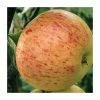 4-5ft 'Rubinette' Dessert Apple Tree | M26 Semi Dwarfing Rootstock | Bare Root -Plants outlet store TR0272 main image dbfd