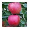 4-5ft 'Newton Wonder' Cooking Apple Tree | MM106 Semi Vigorous Rootstock | Bare Root