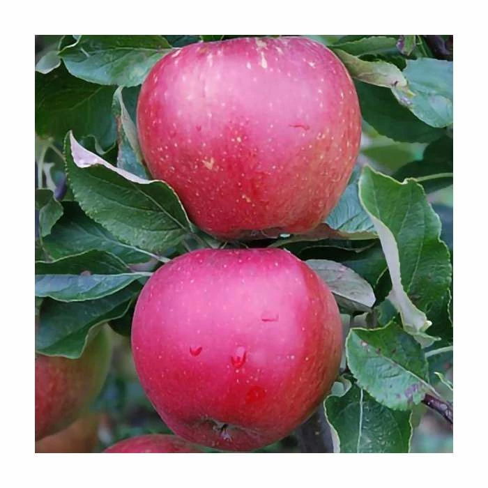 4-5ft 'Newton Wonder' Cooking Apple Tree | MM106 Semi Vigorous Rootstock | Bare Root 3 4-5ft 'Newton Wonder' Cooking Apple Tree | MM106 Semi Vigorous Rootstock | Bare Root