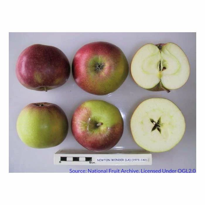 4-5ft 'Newton Wonder' Cooking Apple Tree | MM106 Semi Vigorous Rootstock | Bare Root 4 4-5ft 'Newton Wonder' Cooking Apple Tree | MM106 Semi Vigorous Rootstock | Bare Root - Image 2