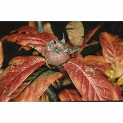 4-5ft Nottingham' Medlar Tree | Quince A Rootstock Semi-Dwarfing | Bare Root 5 4-5ft Nottingham' Medlar Tree | Quince A Rootstock Semi-Dwarfing | Bare Root -Plants outlet store TR0284 rollover image fa31