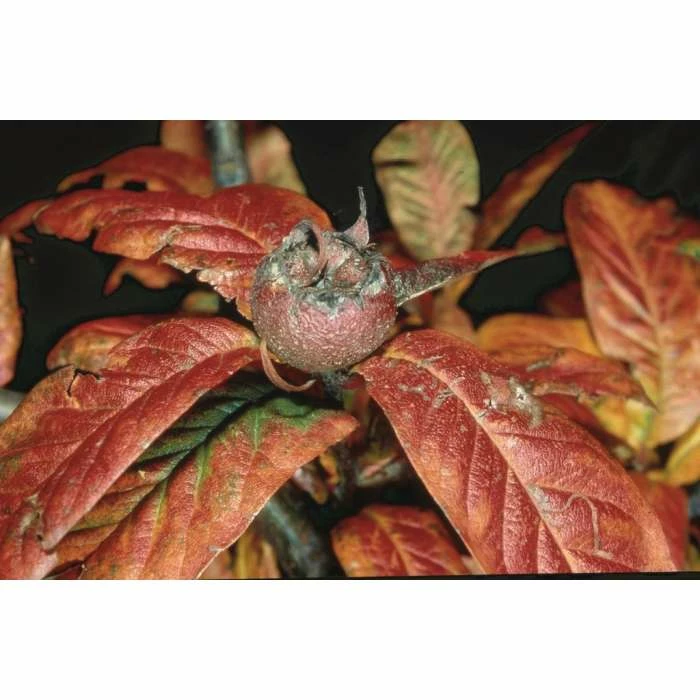 4-5ft Nottingham' Medlar Tree | Quince A Rootstock Semi-Dwarfing | Bare Root 4 4-5ft Nottingham' Medlar Tree | Quince A Rootstock Semi-Dwarfing | Bare Root - Image 2