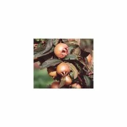 4-5ft 'Westerveld' Medlar Tree | Quince A Rootstock Semi-Dwarfing | Bare Root