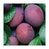 4-5ft 'Edwards' Plum Tree | SJA Semi Vigorous Rootstock | Bare Root 1 4-5ft 'Edwards' Plum Tree | SJA Semi Vigorous Rootstock | Bare Root -Plants outlet store TR0287 main image edd6