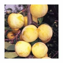 4-5ft 'Imperial Gage' Plum Tree | SJA Semi Vigorous Rootstock | Bare Root