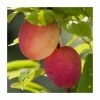 4-5ft 'Lizzie' Plum Tree | SJA Semi Vigorous Rootstock | Bare Root 2 4-5ft 'Lizzie' Plum Tree | SJA Semi Vigorous Rootstock | Bare Root -Plants outlet store TR0291 main image 67f1