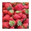 20-30cm Sonata' Strawberry Plants | Pack Of 5 Bare Roots 1 20-30cm Sonata' Strawberry Plants | Pack Of 5 Bare Roots -Plants outlet store TR0325 main image e5da