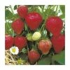 20-30cm Florence' Strawberry Plants | Pack Of 5 Bare Roots -Plants outlet store TR0327 main image f58f