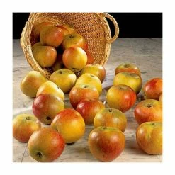 4-5ft 'Apple 'Cox's Orange Pippin' Cordon Cooking Apple Tree | M26 Semi Dwarfing Rootstock | 8L Pot -Plants outlet store TR0365 add image 1 2b87