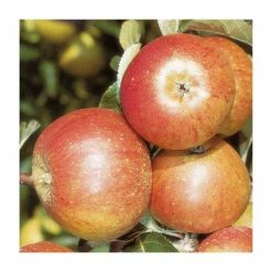 4-5ft 'Apple 'Cox's Orange Pippin' Cordon Cooking Apple Tree | M26 Semi Dwarfing Rootstock | 8L Pot -Plants outlet store TR0365 add image 3 b043