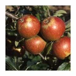 4-5ft 'Apple 'Cox's Orange Pippin' Cordon Cooking Apple Tree | M26 Semi Dwarfing Rootstock | 8L Pot -Plants outlet store TR0365 add image 4 40de