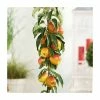 4-5ft 'Apple 'Cox's Orange Pippin' Cordon Cooking Apple Tree | M26 Semi Dwarfing Rootstock | 8L Pot -Plants outlet store TR0365 main image ce18