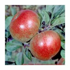 4-5ft 'Lord Lambourne' Cordon Dessert Apple Tree | M26 Semi Dwarfing Rootstock | 8L Pot -Plants outlet store TR0368 add image 1 fc02