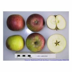 4-5ft 'Lord Lambourne' Cordon Dessert Apple Tree | M26 Semi Dwarfing Rootstock | 8L Pot -Plants outlet store TR0368 add image 2 d4b1