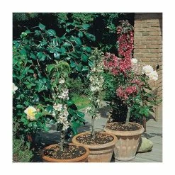 4-5ft 'Lord Lambourne' Cordon Dessert Apple Tree | M26 Semi Dwarfing Rootstock | 8L Pot -Plants outlet store TR0368 rollover image 869f