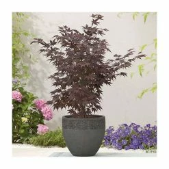 Acer Palmatum 'Atropurpureum' | Japanese Maple Tree | 3L Pot -Plants outlet store TR03863L add image 1 37d6