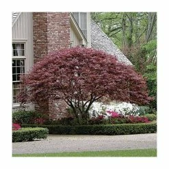 Acer Palmatum 'Atropurpureum' | Japanese Maple Tree | 3L Pot -Plants outlet store TR03863L add image 3 5ff1