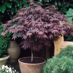 Acer Palmatum 'Atropurpureum' | Japanese Maple Tree | 3L Pot -Plants outlet store TR03863L add image 4 faf1