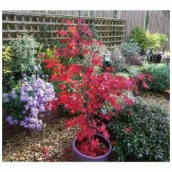 Acer Palmatum 'Atropurpureum' | Japanese Maple Tree | 3L Pot -Plants outlet store TR03863L add image 5 ea75