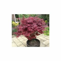 Acer Palmatum 'Atropurpureum' | Japanese Maple Tree | 3L Pot -Plants outlet store TR03863L add image 6 c5c9
