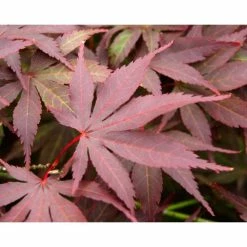 Acer Palmatum 'Atropurpureum' | Japanese Maple Tree | 3L Pot -Plants outlet store TR03863L add image 7 f0a7