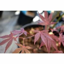 Acer Palmatum 'Atropurpureum' | Japanese Maple Tree | 3L Pot -Plants outlet store TR03863L add image 8 e8f6