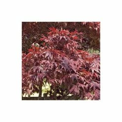Acer Palmatum 'Atropurpureum' | Japanese Maple Tree | 3L Pot -Plants outlet store TR03863L add image 9 567e