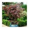 Acer Palmatum 'Atropurpureum' | Japanese Maple Tree | 3L Pot -Plants outlet store TR03863L main image b9cc