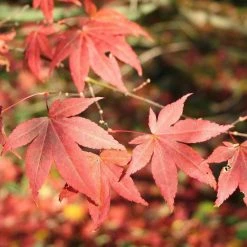 Acer Palmatum 'Atropurpureum' | Japanese Maple Tree | 3L Pot -Plants outlet store TR03863L rollover image f572