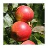 4-5ft 'Christmas Pippin' Dessert Apple Tree | M26 Semi Dwarfing Rootstock | Bare Root -Plants outlet store TR0407 main image 7af7