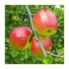 4-5ft Malus 'Redsleeves' | Apple Tree -Plants outlet store TR0414 main image 478a