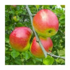 4-5ft Malus 'Redsleeves' | Apple Tree