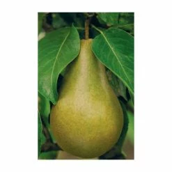 4-5ft 'Beth' Pear Tree | Quince A Semi Dwarfing Rootstock | Bare Root