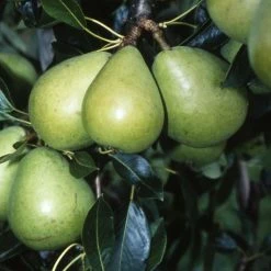 4-5ft 'Invincible / Fertilia' Pear Tree | Quince A Semi Dwarfing Rootstock | Bare Root -Plants outlet store TR0442 add image 1 e869