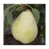 4-5ft 'Invincible / Fertilia' Pear Tree | Quince A Semi Dwarfing Rootstock | Bare Root -Plants outlet store TR0442 main image f196