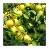 4-5ft 'Mirabelle Golden Sphere' Plum Tree | SJA Semi Vigorous Rootstock | Bare Root 1 4-5ft 'Mirabelle Golden Sphere' Plum Tree | SJA Semi Vigorous Rootstock | Bare Root -Plants outlet store TR0454 main image ad86