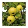 4-5ft 'Serbian Gold' Quince Tree | Quince A Semi Dwarfing Rootstock | Bare Root