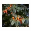 Sorbus 'Apricot Queen' | Rowan Tree | Bare Root | 120-150cm -Plants outlet store TR0500 main image adbe