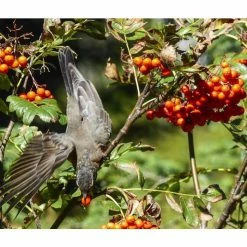 Sorbus 'Apricot Queen' | Rowan Tree | Bare Root | 120-150cm -Plants outlet store TR0500 rollover image 37ef