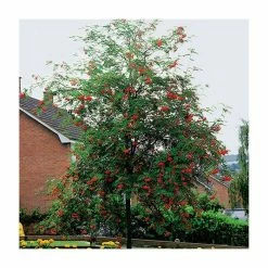 Sorbus Aucuparia | Mountain Ash Rowan Tree | Bare Root | 120-150cm 11 Sorbus Aucuparia | Mountain Ash Rowan Tree | Bare Root | 120-150cm -Plants outlet store TR0507BR add image 1 af0f