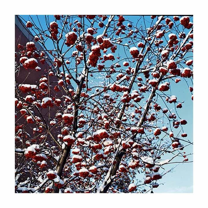 Sorbus Aucuparia | Mountain Ash Rowan Tree | Bare Root | 120-150cm 7 Sorbus Aucuparia | Mountain Ash Rowan Tree | Bare Root | 120-150cm - Image 5