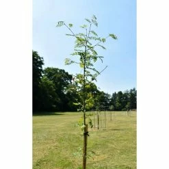 Sorbus Aucuparia | Mountain Ash Rowan Tree | Bare Root | 120-150cm 14 Sorbus Aucuparia | Mountain Ash Rowan Tree | Bare Root | 120-150cm -Plants outlet store TR0507BR add image 4 b8e5