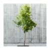 Sorbus Aucuparia | Mountain Ash Rowan Tree | Bare Root | 120-150cm -Plants outlet store TR0507BR main image 3878
