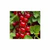 20-30cm Red Lake' Redcurrant Bush | Bare Root -Plants outlet store TR0603 main image ca0c