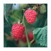 20-30cm Malling Leo' Raspberry Bush | 5 Bare Root Canes -Plants outlet store TR0617 main image ed68