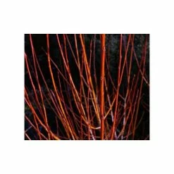 Salix Alba 'Britzensis' | Willow Tree | Bare Root | 120-150cm -Plants outlet store TR0624 add image 1 fed5