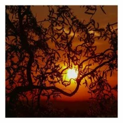 Salix Matsudana 'Tortuosa' | Corkscrew Willow | Bare Root | 120-150cm -Plants outlet store TR0626 add image 1 eb1d