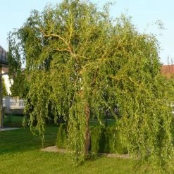Salix Matsudana 'Tortuosa' | Corkscrew Willow | Bare Root | 120-150cm